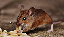 Find Exterminators in Salem County